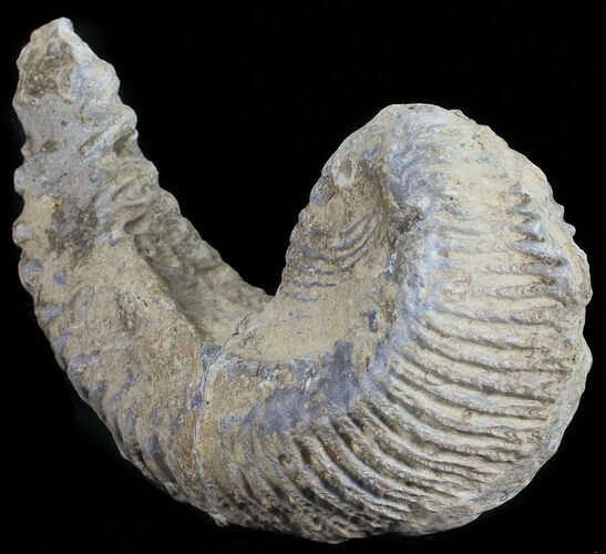Cretaceous Fossil Oyster (Rastellum) - Madagascar #54478